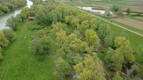 Sırbistan Timis Nehrinin Kıyısında Yeşil Bir Otlağın Havadan Görünüşü Ineklerle — Stok video