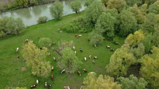Съемка Воздуха Стада Коров Берегу Реки Тимис Сербии — стоковое видео