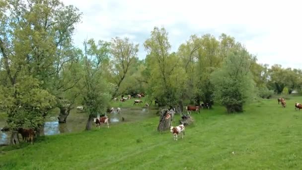 Vaches Adorables Pâturage Eau Potable Dans Les Pâturages Verts — Video