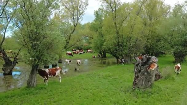 Idyllische Natuurbeelden Van Kudde Koeien Groene Weide — Stockvideo