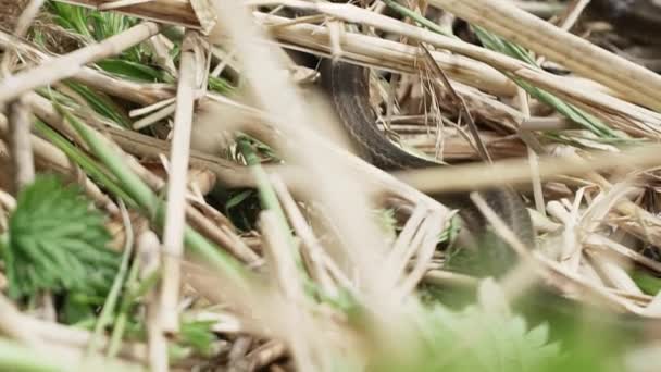 Menutup Pandangan Merangkak Rumput Ular Bawah Alang Alang Kering Rusak — Stok Video