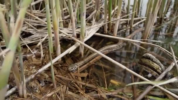 Travní Had Plazí Větvích Listí Rákosím Břehu Řeky Timis — Stock video