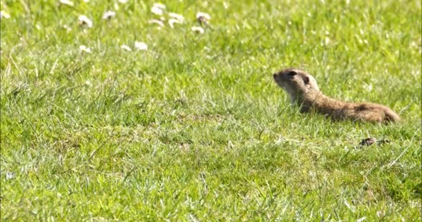 可爱的欧洲松鼠站在一片绿色的草地上跑掉了 — 图库视频影像