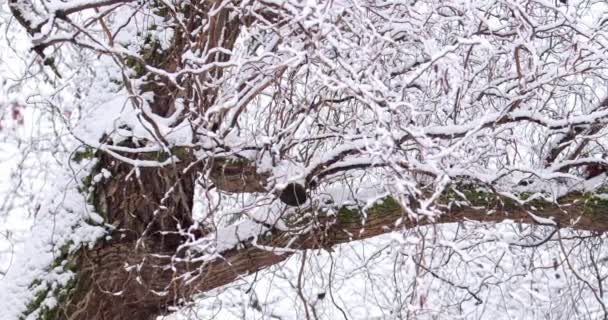在暴风雪中 一株光秃秃的树上的小分枝被雪覆盖的近景 — 图库视频影像
