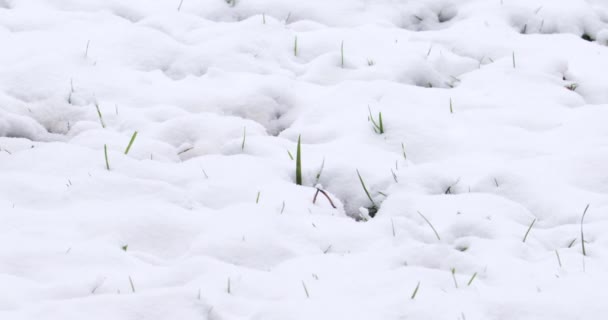 Bladen Van Groen Gras Prikken Door Weelderige Deken Van Sneeuw — Stockvideo