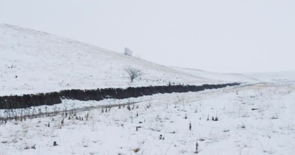 Beelden Van Winterslapende Vegetatie Die Door Een Deken Van Sneeuw — Stockvideo