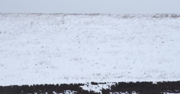 Una Tierra Cubierta Nieve Con Hojas Secas Hierba Atravesando — Vídeo de stock