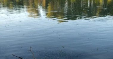 Sırbistan 'ın Tisza nehrinin yüzeyinde yıllık sürüler halinde uzun kuyruklu mayıs sinekleri görülüyor