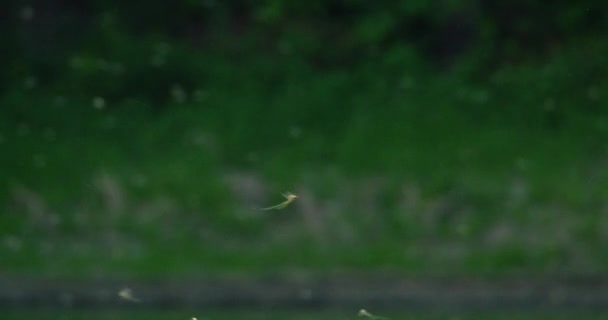 Verbazingwekkende Natuur Beelden Van Lange Staart Meivliegen Gevangen Terwijl Zwermen — Stockvideo