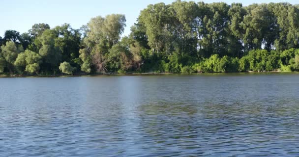 Beautiful Flowing Water Tisza River Surrounded Lush Green Foliage — Stock Video
