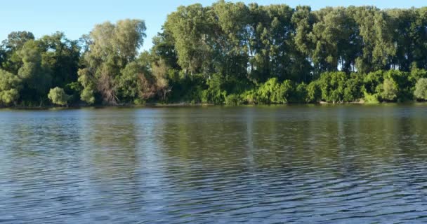 Tisza Nehri Nin Mavi Akan Suları Üzerinde Uçan Uzun Kuyruklu — Stok video