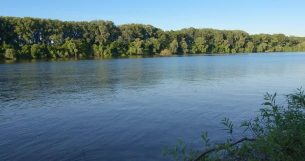 Hermosa Corriente Agua Del Río Tisza Durante Florecimiento Del Río — Vídeos de Stock