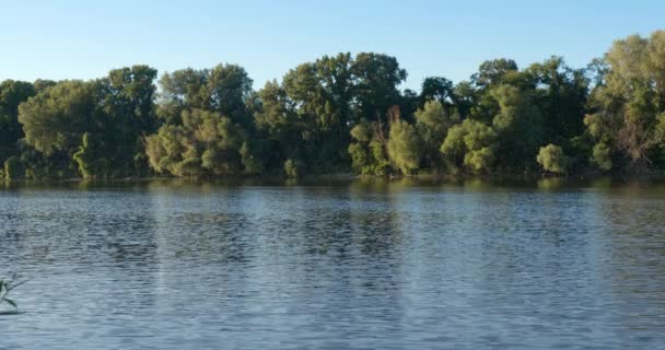 セルビアのティッツァ川の長い尾のハエの群れの驚くべき映像 — ストック動画