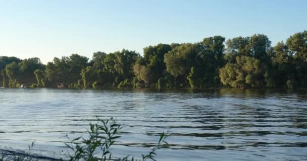 Güneşli Yaz Gününde Sırbistan Tisza Nehrinde Uzun Kuyruklu Mayıs Sinekleri — Stok video