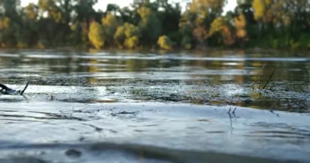 Fantastiska Naturbilder Långa Svansade Dagsländor Fångade Flyger Över Tisza Floden — Stockvideo