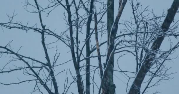 Κοντινό Πλάνο Γυμνού Δέντρου Χιονοθύελλα Μπλε Ώρα — Αρχείο Βίντεο