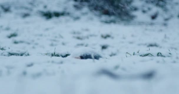 Крупним Планом Кадри Дрібних Зелених Травин Пробиваються Через Снігову Ковдру — стокове відео