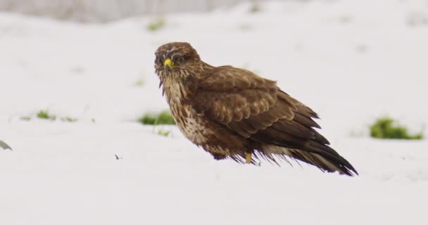 Tieraufnahmen Zeigen Mäusebussard Der Einem Windigen Wintertag Schnee Steht — Stockvideo