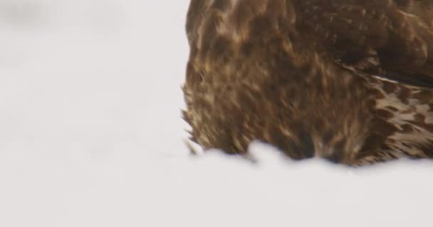 Nature Wildlife Footage Common Buzzard Looking Snowy Ground — Stock Video