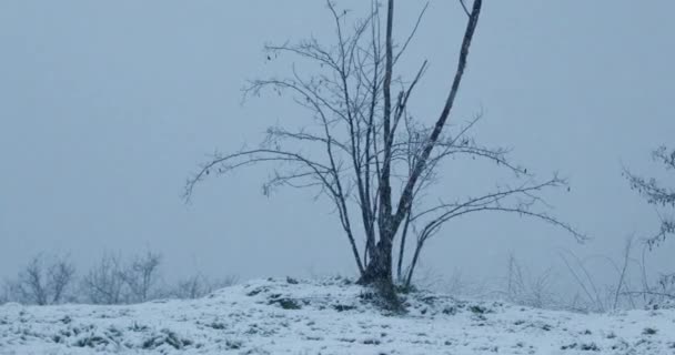 Чудові Зимові Кадри Голого Дерева Природі Під Час Хуртовини Коли — стокове відео
