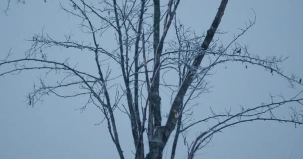 Κοντινό Πλάνο Ενός Γυμνού Θόλου Δέντρου Κατά Διάρκεια Της Χιονοπτώσεις — Αρχείο Βίντεο