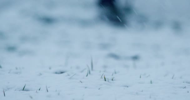 Сніг Падає Покриває Землю Дрібні Зелені Лопаті Трави — стокове відео