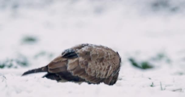 Buitre Común Comiendo Tierra Cubierta Nieve Urraca Eurasiática Entra Escena — Vídeos de Stock