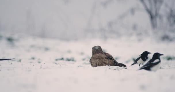 Nahaufnahme Von Mäusebussard Umgeben Von Eurasischen Elstern Winterlicher Landschaft — Stockvideo