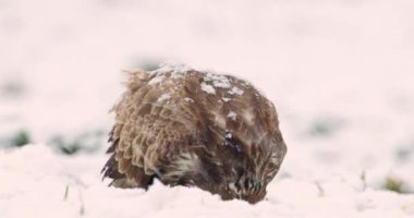 Kar fırtınası sırasında karlı zemin yiyen akbabaların görüntülerini kapatın.