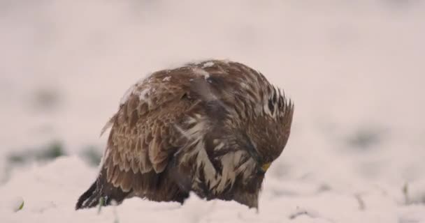 Buzzard Biasa Makan Tanah Tertutup Salju Selama Badai Salju Saat — Stok Video