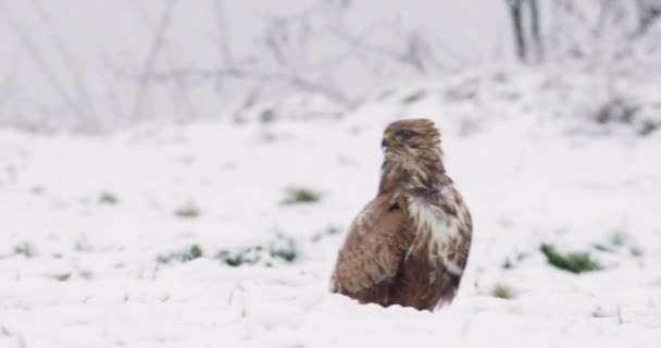 Common Buzzards Eurasian Magpies Foraging Together Snowfall — Stock Video