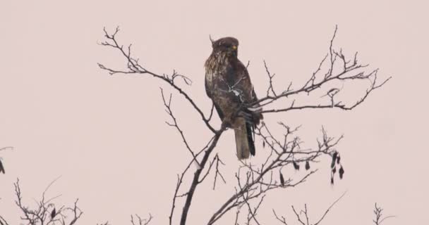Common Buzzard Top Fluttering Tree Branches Snowfall — Stock Video