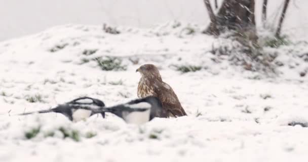 Winter Wildlife Footage Common Buzzard Eurasian Magpies Snowfall — Stok Video