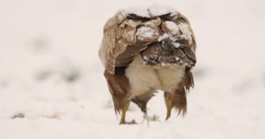 Kar yağışı sırasında et yiyen ve yiyen akbabaların dikiz görüntülerini kapat