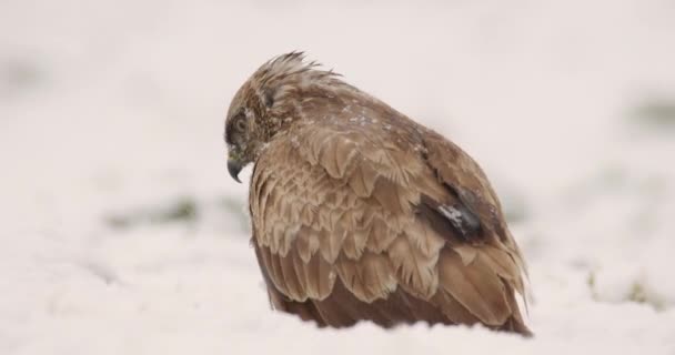 Обыкновенный Буйвол Сидящий Снежной Земле Поисках Пищи Время Снежной Бури — стоковое видео