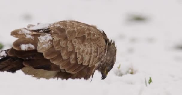 Nahaufnahme Eines Mäusebussards Der Sich Bei Schneefall Von Einem Toten — Stockvideo