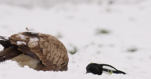Yaygın Akbaba Saksağan Ölü Bir Hayvanın Etini Yırtıyor Kar Yağarken — Stok video