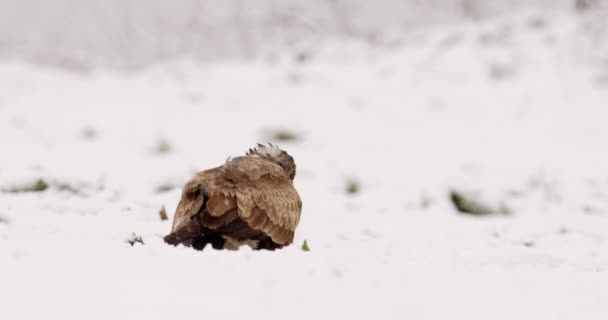 Mäusebussard Frisst Und Sieht Sich Bei Schneesturm Schnee — Stockvideo