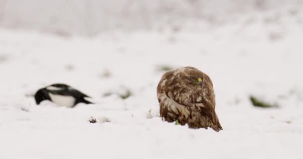 Buzzard Umum Dan Magpie Eurasia Makan Dari Tanah Tertutup Salju — Stok Video