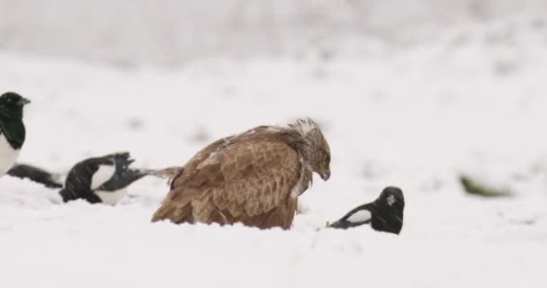 Skurk Eurasiska Magpies Omger Vanliga Vråk När Den Äter Snöfall — Stockvideo