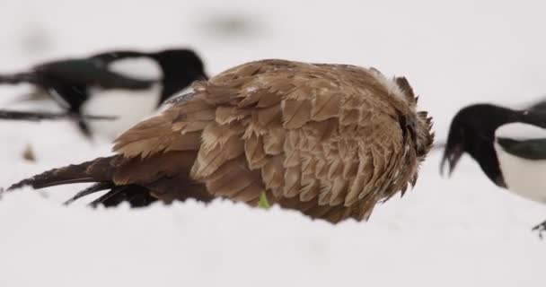 Extreme Nahaufnahme Von Mäusebussard Der Von Elstern Schnee Umgeben Ist — Stockvideo