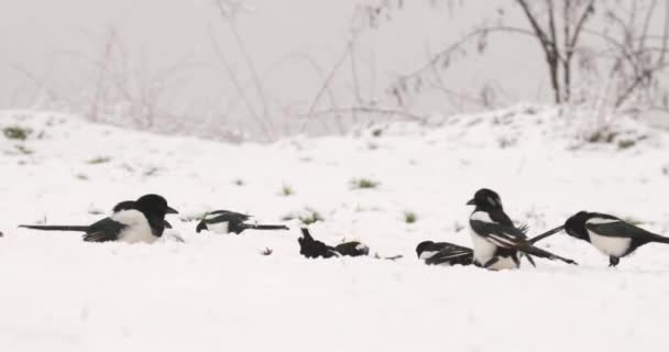 Skurk Magpies Uppflugna Snöig Mark Utfodring Ett Snöfall — Stockvideo