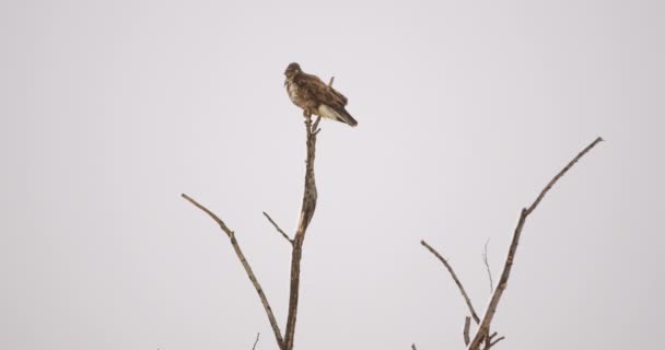 Common Buzzard Perched Top Bare Tree Windy Winter Day — Stock Video