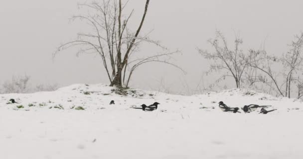 Psucie Eurazjatyckich Sroków Wędrujących Jedzących Pokrytą Śniegiem Ziemię — Wideo stockowe