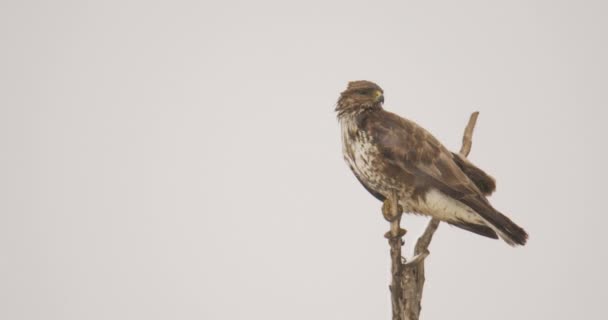 多风的冬日里 普通的秃鹰栖息在光秃秃的树上 — 图库视频影像