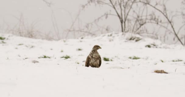 Ein Mäusebussard Der Bei Schneefall Allein Auf Schneebedecktem Boden Steht — Stockvideo