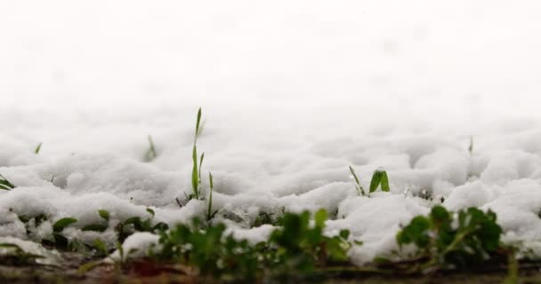 Крупним Планом Кадри Молодої Зеленої Трави Під Ковдрою Снігу — стокове відео