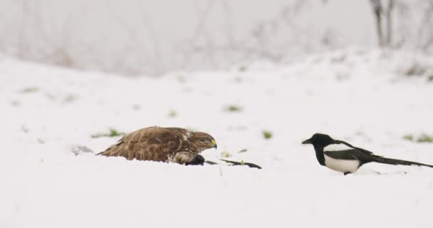 Myszołów Zwyczajny Eurazjatyckie Sroki Jedzą Razem Ziemię Podczas Opadów Śniegu — Wideo stockowe
