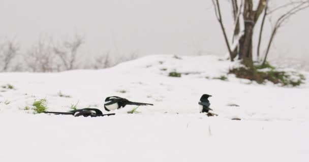 Μια Σκανταλιάρα Από Καρακάξες Σκαρφαλωμένες Χιονισμένο Έδαφος Που Τρέφονται Κατά — Αρχείο Βίντεο
