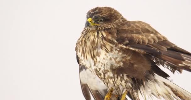 Extreme Close Footage Common Buzzard Wind Flutters Its Feathers — Stock Video